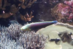 duesseldorf-aquazoo-113