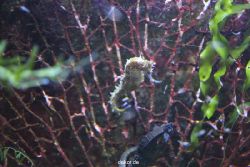 duesseldorf-aquazoo-114
