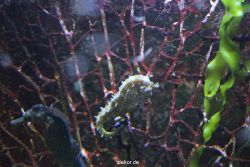 duesseldorf-aquazoo-115