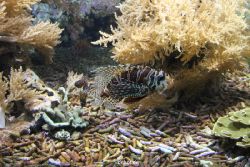 duesseldorf-aquazoo-117