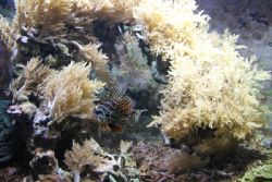 duesseldorf-aquazoo-118
