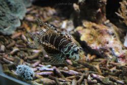 duesseldorf-aquazoo-119
