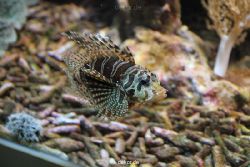 duesseldorf-aquazoo-120