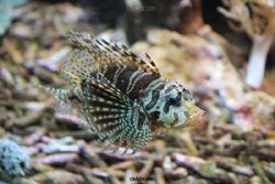 duesseldorf-aquazoo-121
