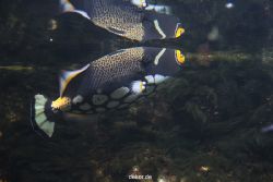 duesseldorf-aquazoo-126
