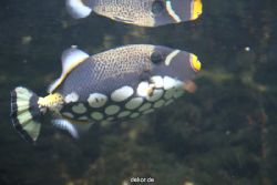 duesseldorf-aquazoo-127