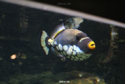 duesseldorf-aquazoo-129