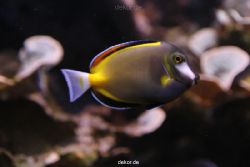 duesseldorf-aquazoo-130