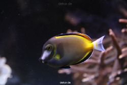 duesseldorf-aquazoo-132