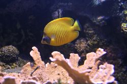 duesseldorf-aquazoo-135