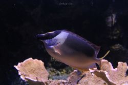 duesseldorf-aquazoo-136