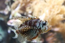duesseldorf-aquazoo-137