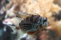 duesseldorf-aquazoo-138