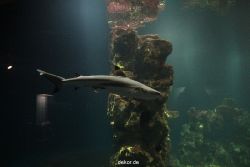 duesseldorf-aquazoo-139