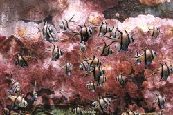 duesseldorf-aquazoo-143