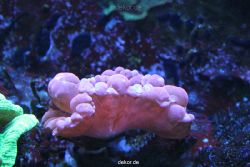duesseldorf-aquazoo-153