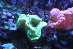 duesseldorf-aquazoo-154