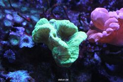 duesseldorf-aquazoo-155