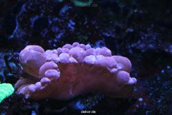 duesseldorf-aquazoo-156