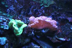 duesseldorf-aquazoo-157