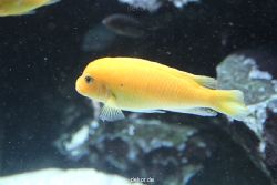 duesseldorf-aquazoo-166