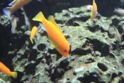 duesseldorf-aquazoo-174
