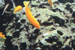 duesseldorf-aquazoo-175