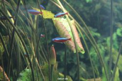 duesseldorf-aquazoo-203