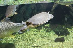 duesseldorf-aquazoo-206