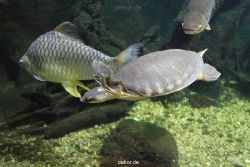 duesseldorf-aquazoo-207
