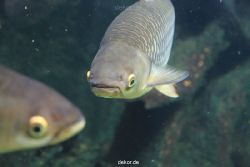 duesseldorf-aquazoo-210