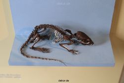 duesseldorf-aquazoo-227