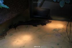 duesseldorf-aquazoo-236