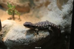 duesseldorf-aquazoo-245