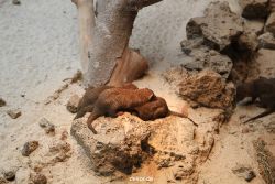 duesseldorf-aquazoo-248