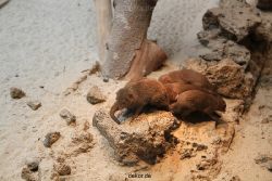 duesseldorf-aquazoo-249