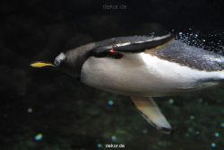 duesseldorf-aquazoo-257