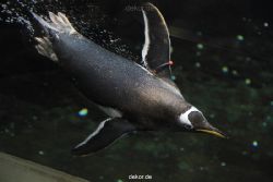 duesseldorf-aquazoo-258