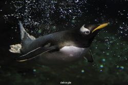 duesseldorf-aquazoo-259