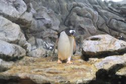 duesseldorf-aquazoo-260