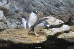 duesseldorf-aquazoo-262