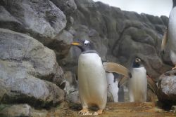 duesseldorf-aquazoo-264