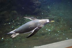 duesseldorf-aquazoo-268