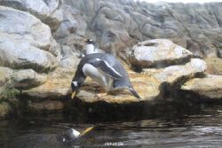 duesseldorf-aquazoo-272