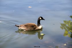 duesseldorf-schloss-benrath-tiere-001