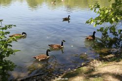 duesseldorf-schloss-benrath-tiere-002