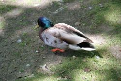 duesseldorf-schloss-benrath-tiere-003