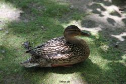 duesseldorf-schloss-benrath-tiere-004