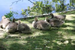 duesseldorf-schloss-benrath-tiere-006