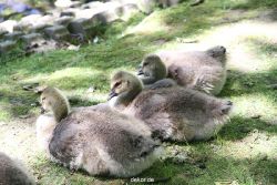 duesseldorf-schloss-benrath-tiere-007